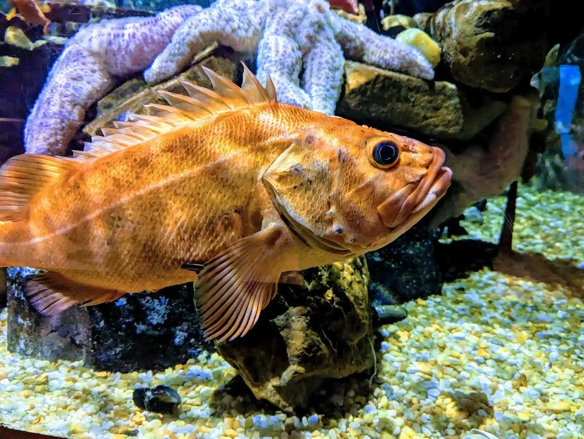 Georgia Aquarium