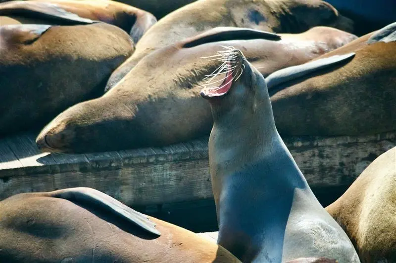 Pier 39