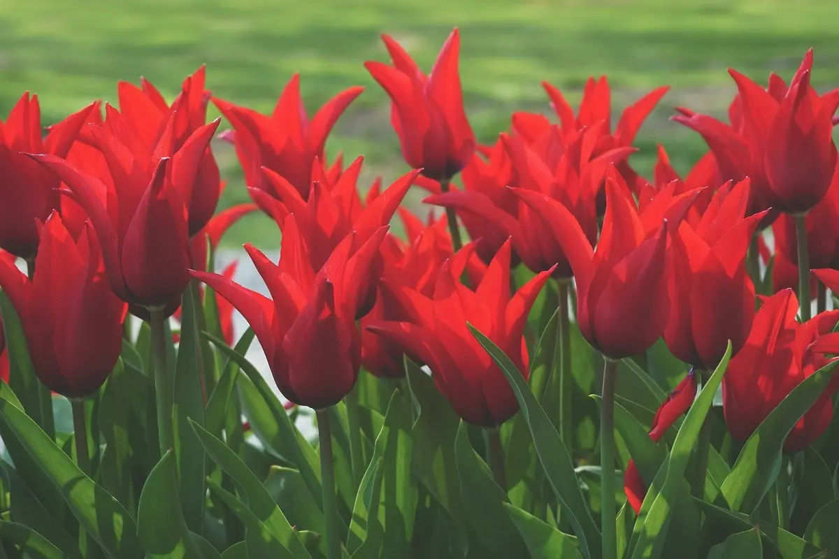 Red Butte Garden