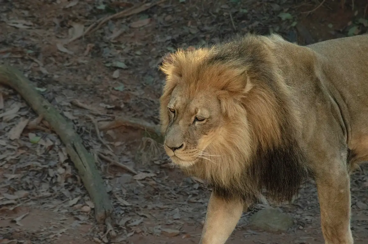 Zoo Atlanta
